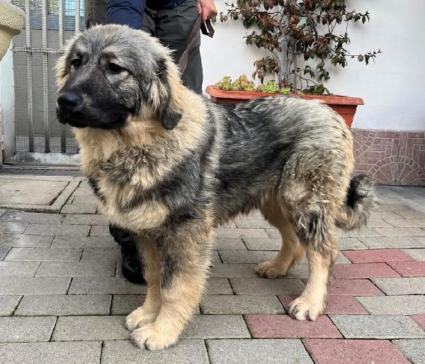 VIENNA PASTORE DEL CAUCASO Foto 7